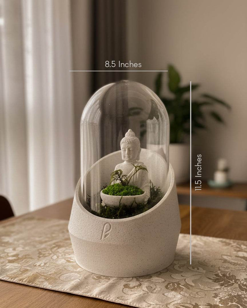 Buddha's Dome XL - Perfect Plants