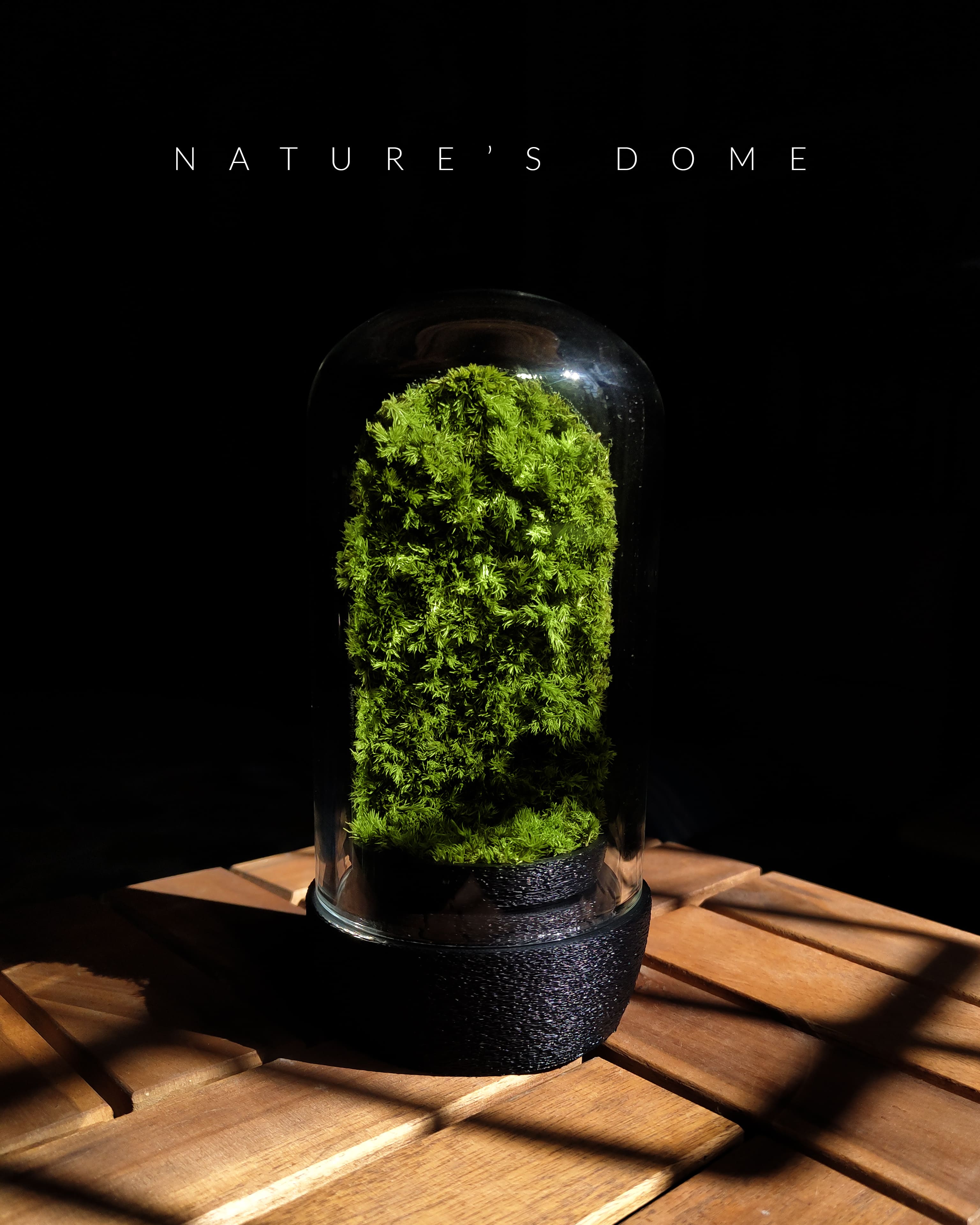 Nature's Dome - Perfect Terrarium