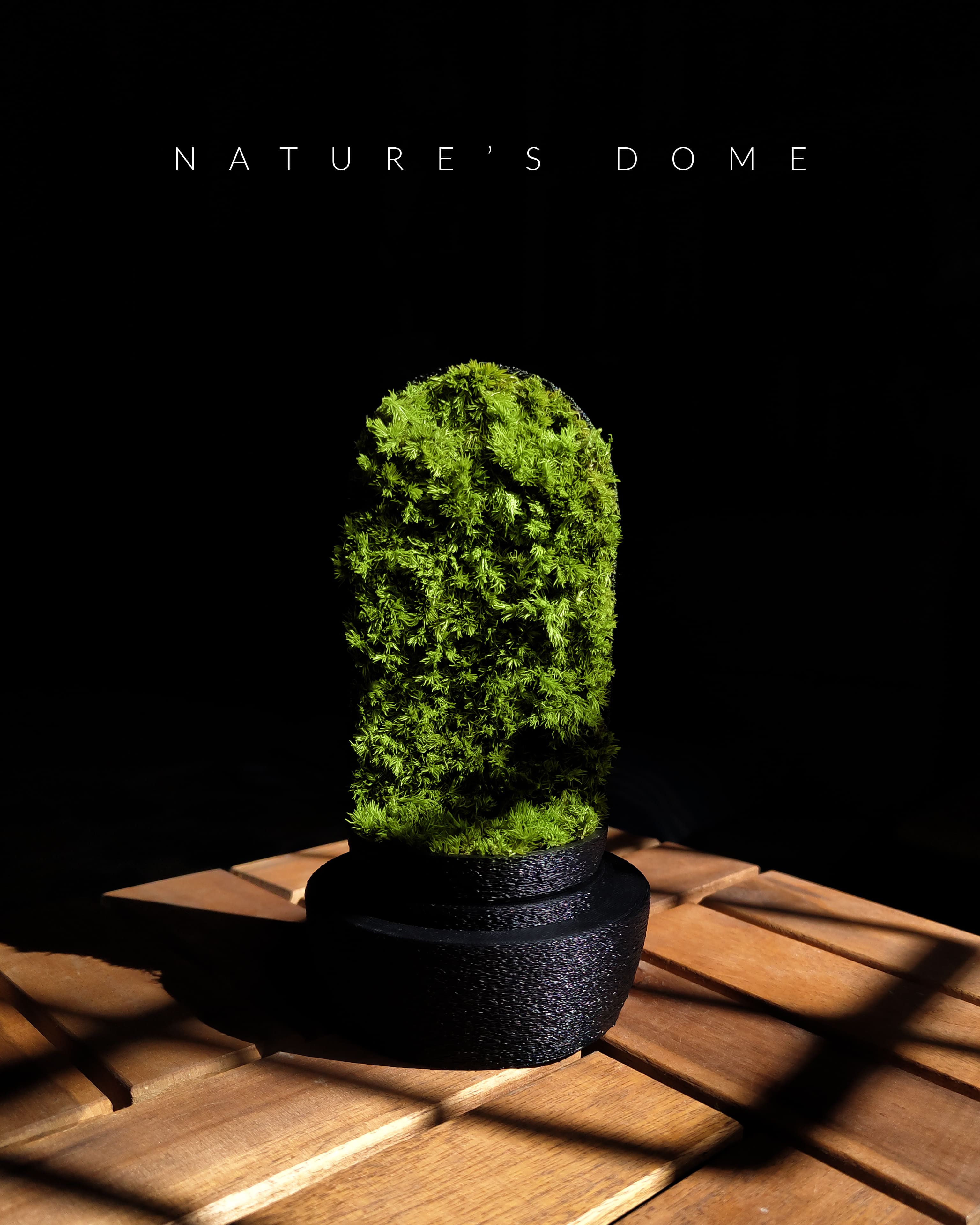 Nature's Dome - Perfect Terrarium