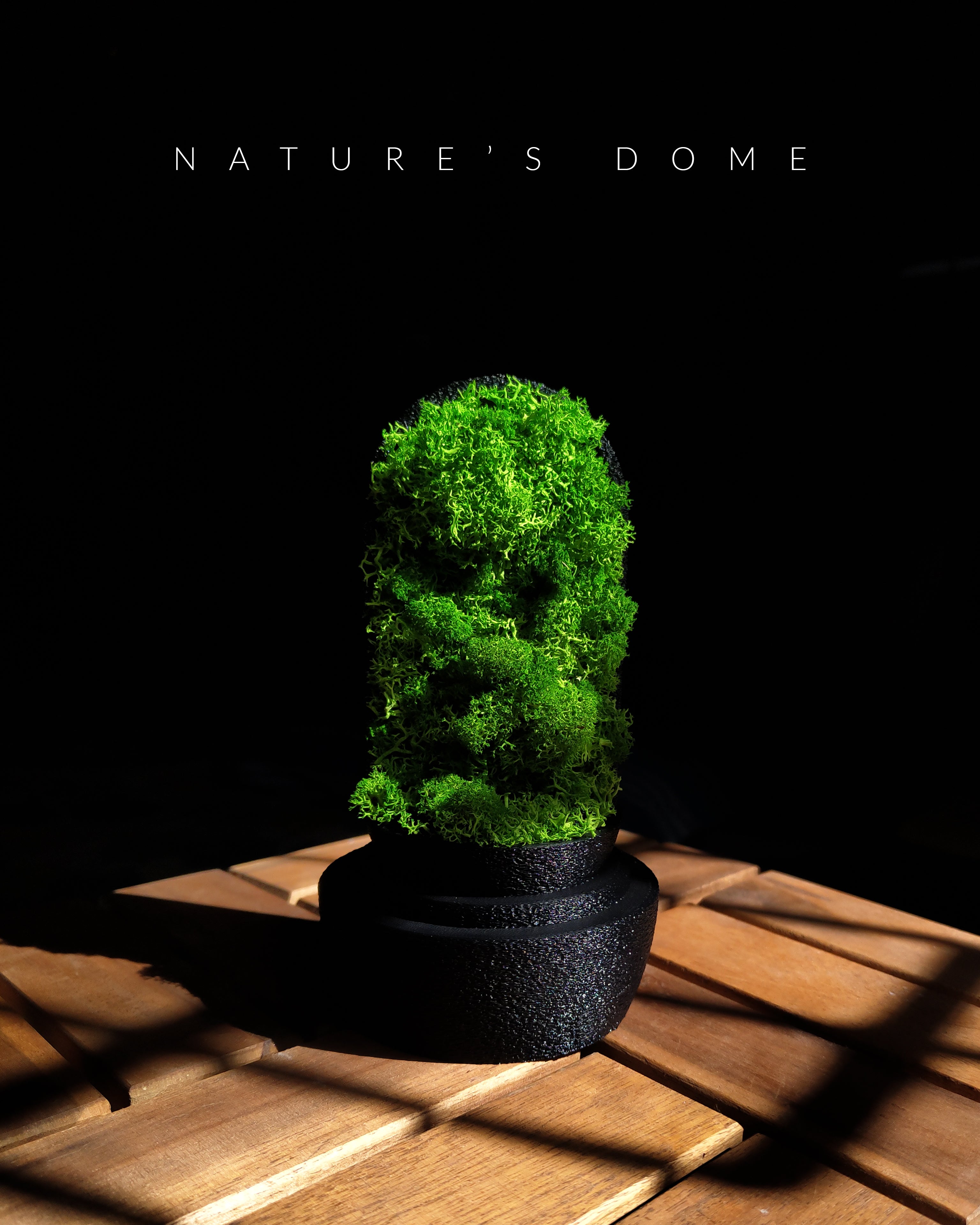 Nature's Dome - Perfect Terrarium