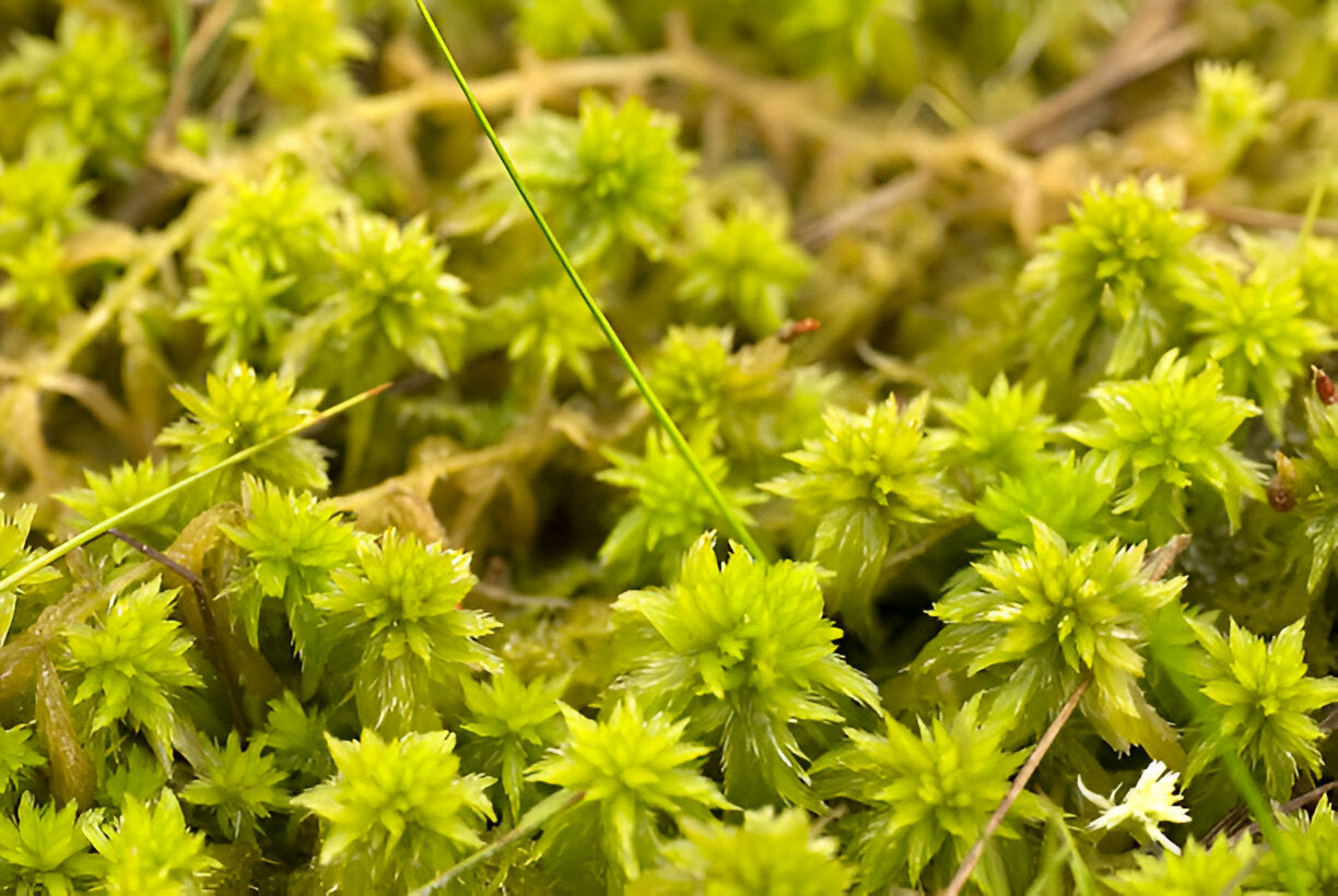 Live Sphagnum Moss