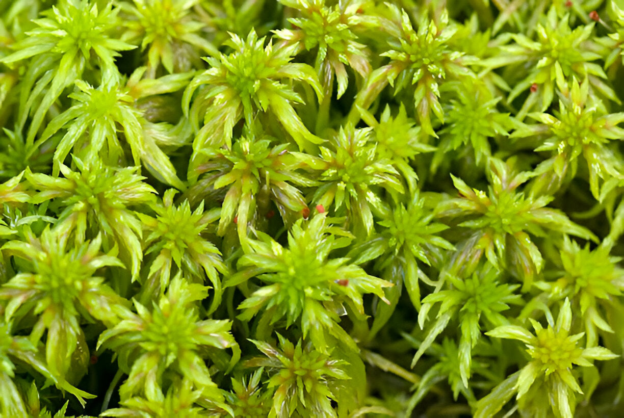 Live Sphagnum Moss