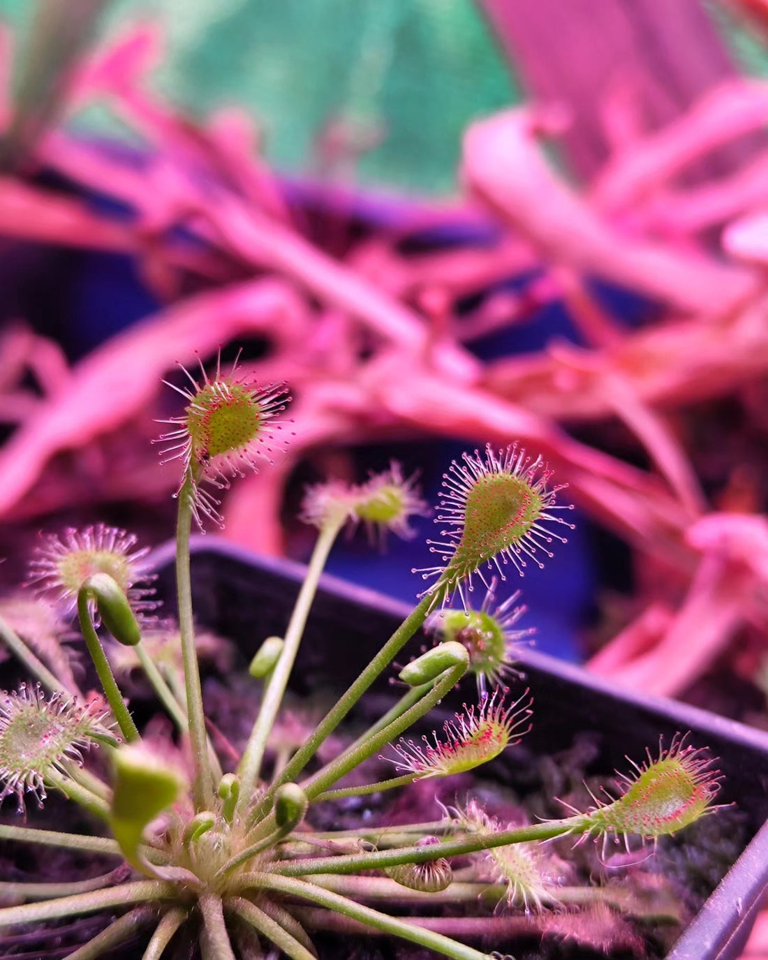 Sundew- Drosera Beleziana