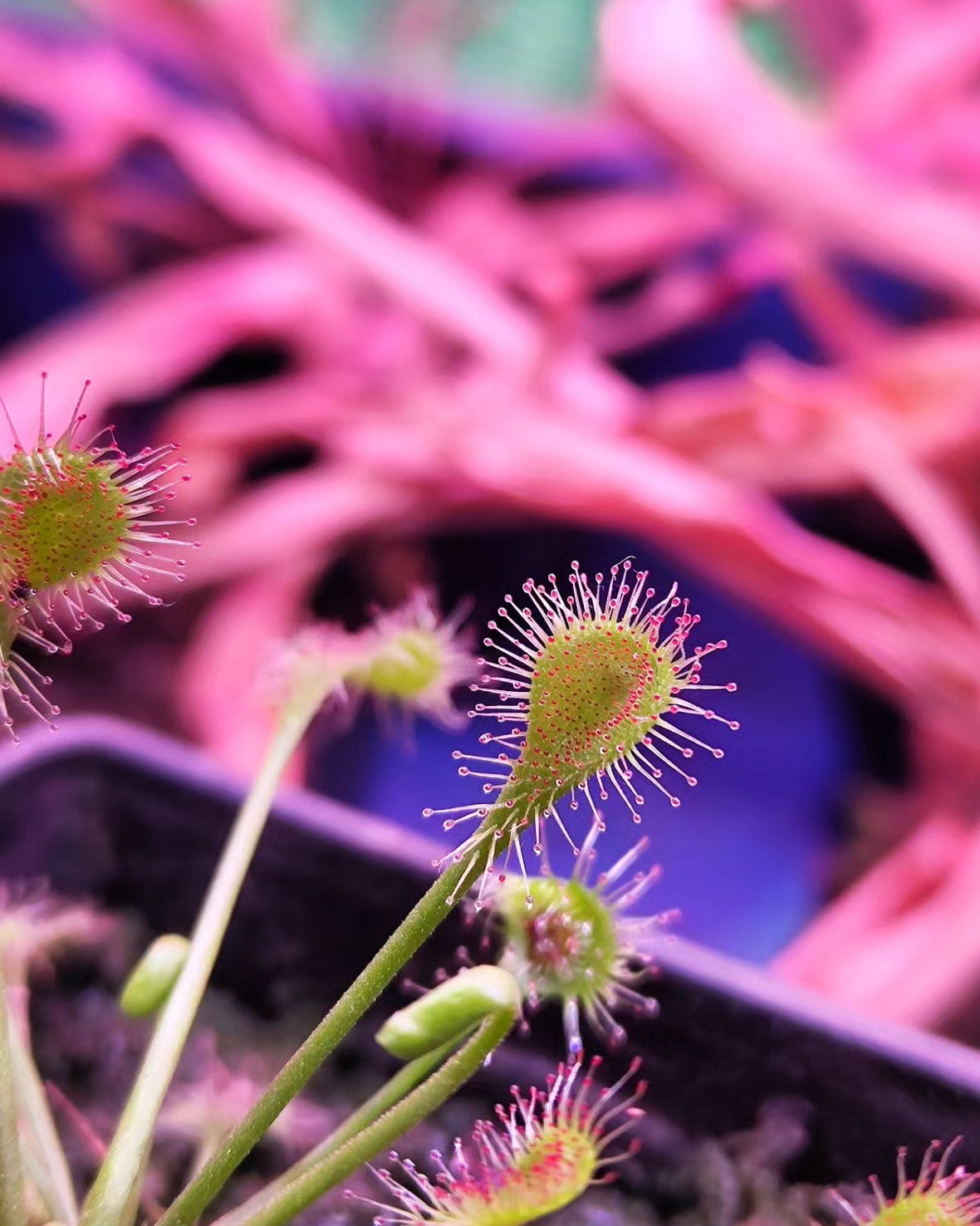 Sundew- Drosera Beleziana