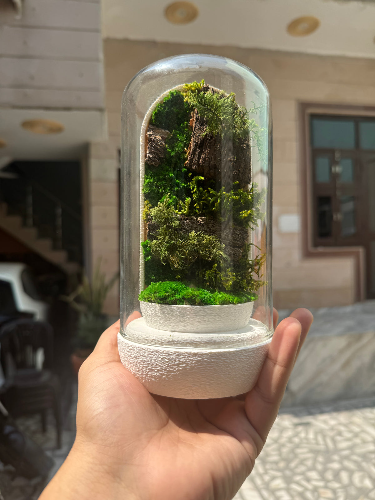 Nature's Dome - Perfect Terrarium