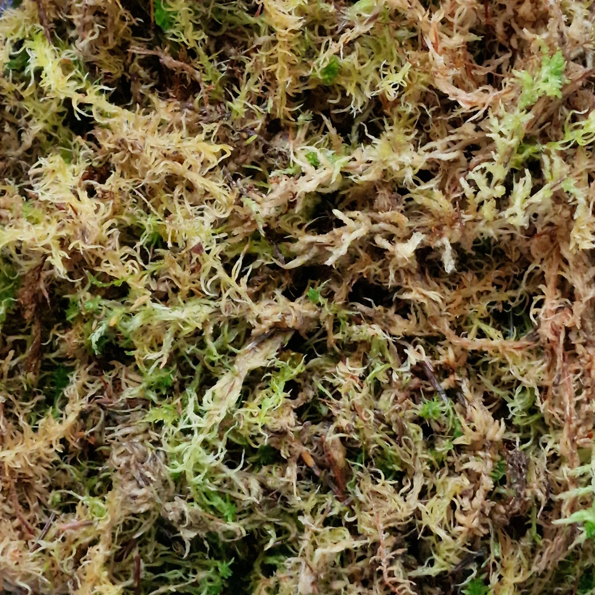 Sphagnum Moss- Semi Wet