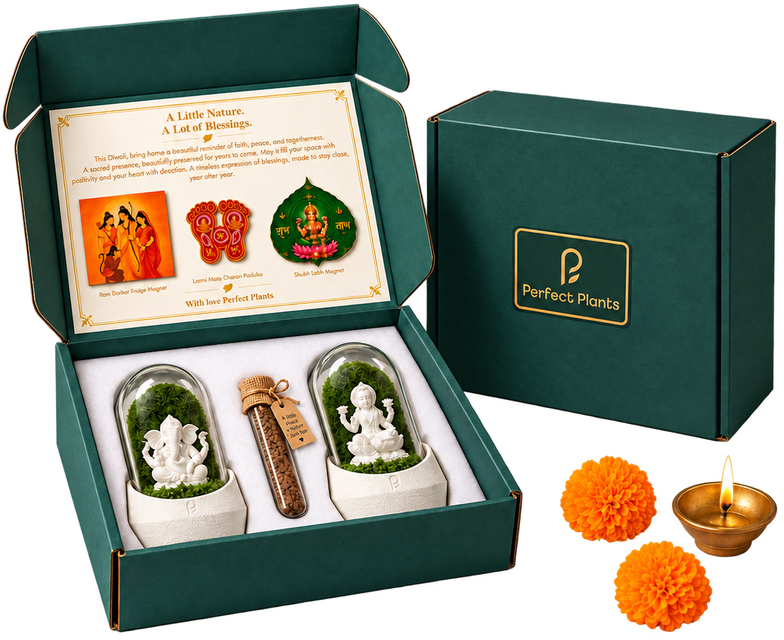 Green presentation box