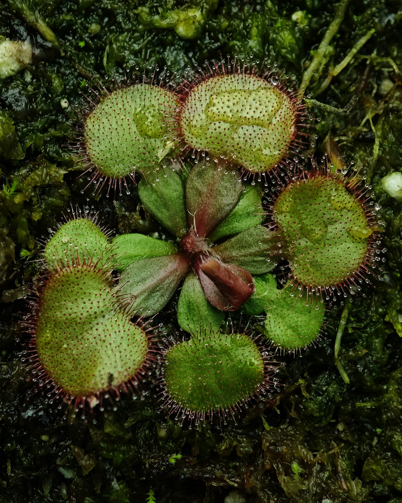 Sundew- Drosera Falconeri