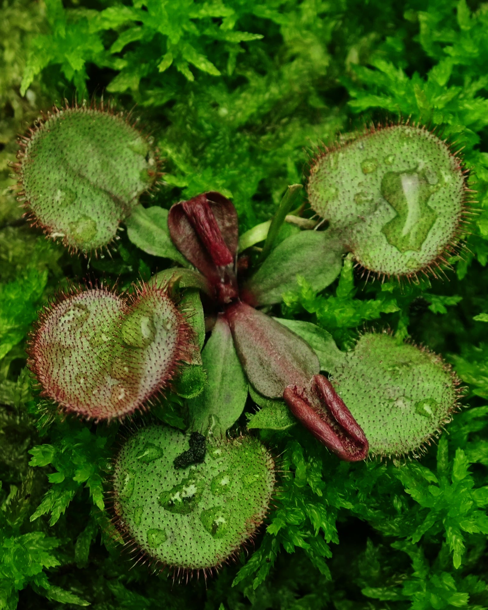 Sundew- Drosera Falconeri