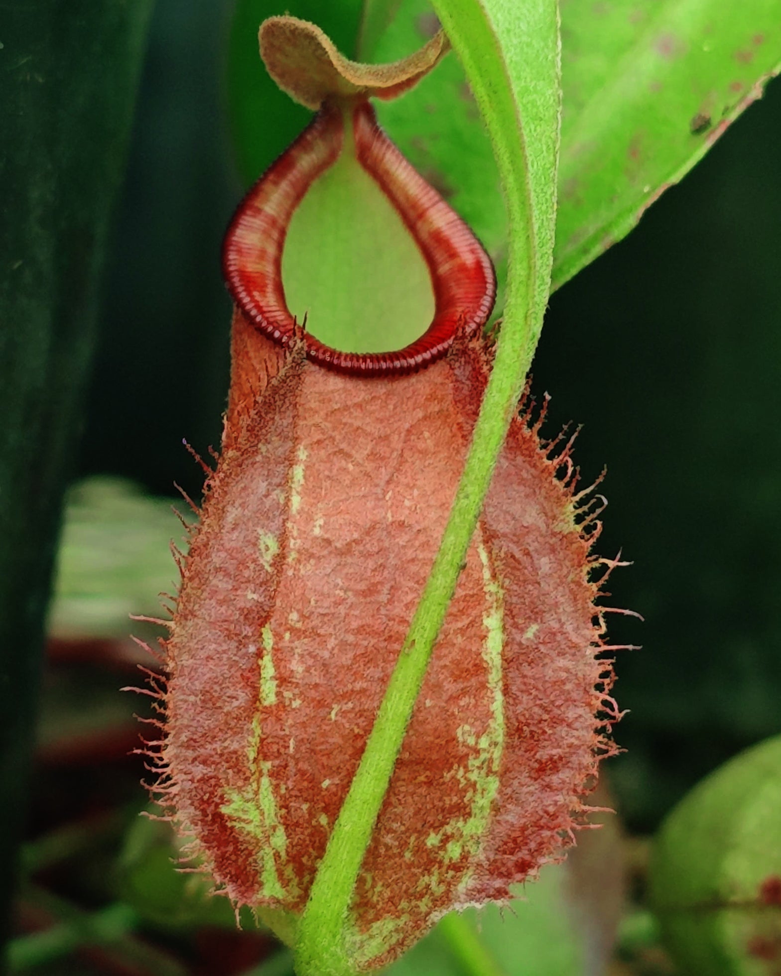 Nepenthes Ampullaria Red x Viking