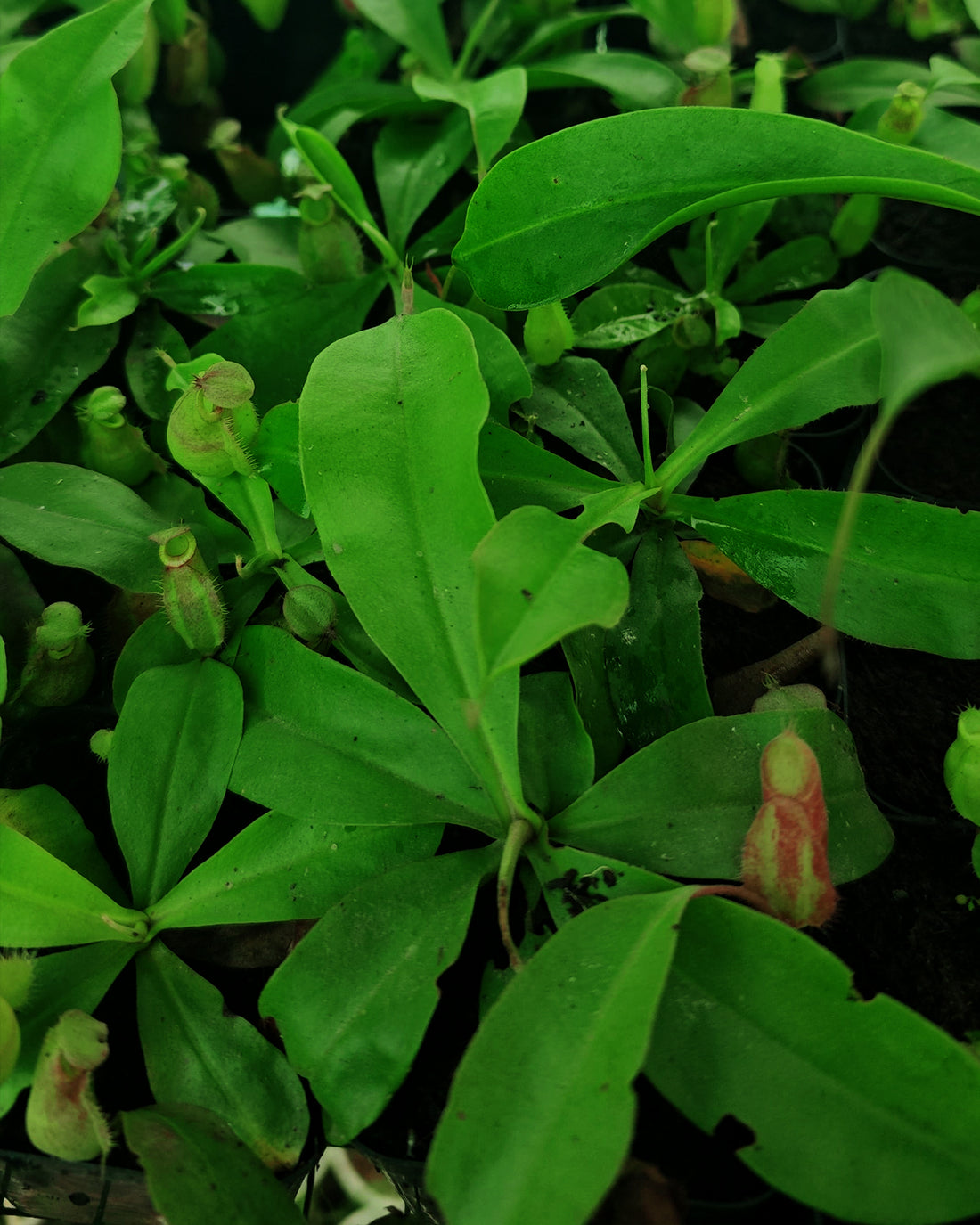 Nepenthes Ampullaria Red x Viking