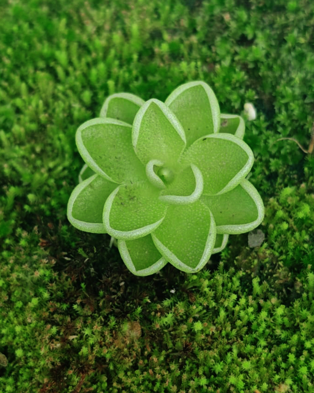 Pinguicula Esseriana