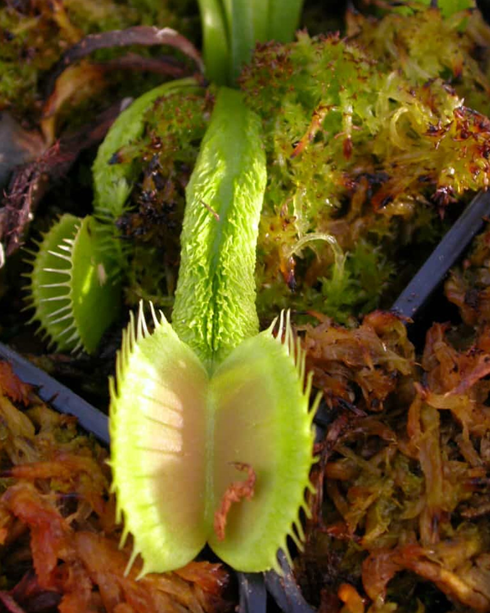 VFT- Dionaea Muscipula Schuppenstiel