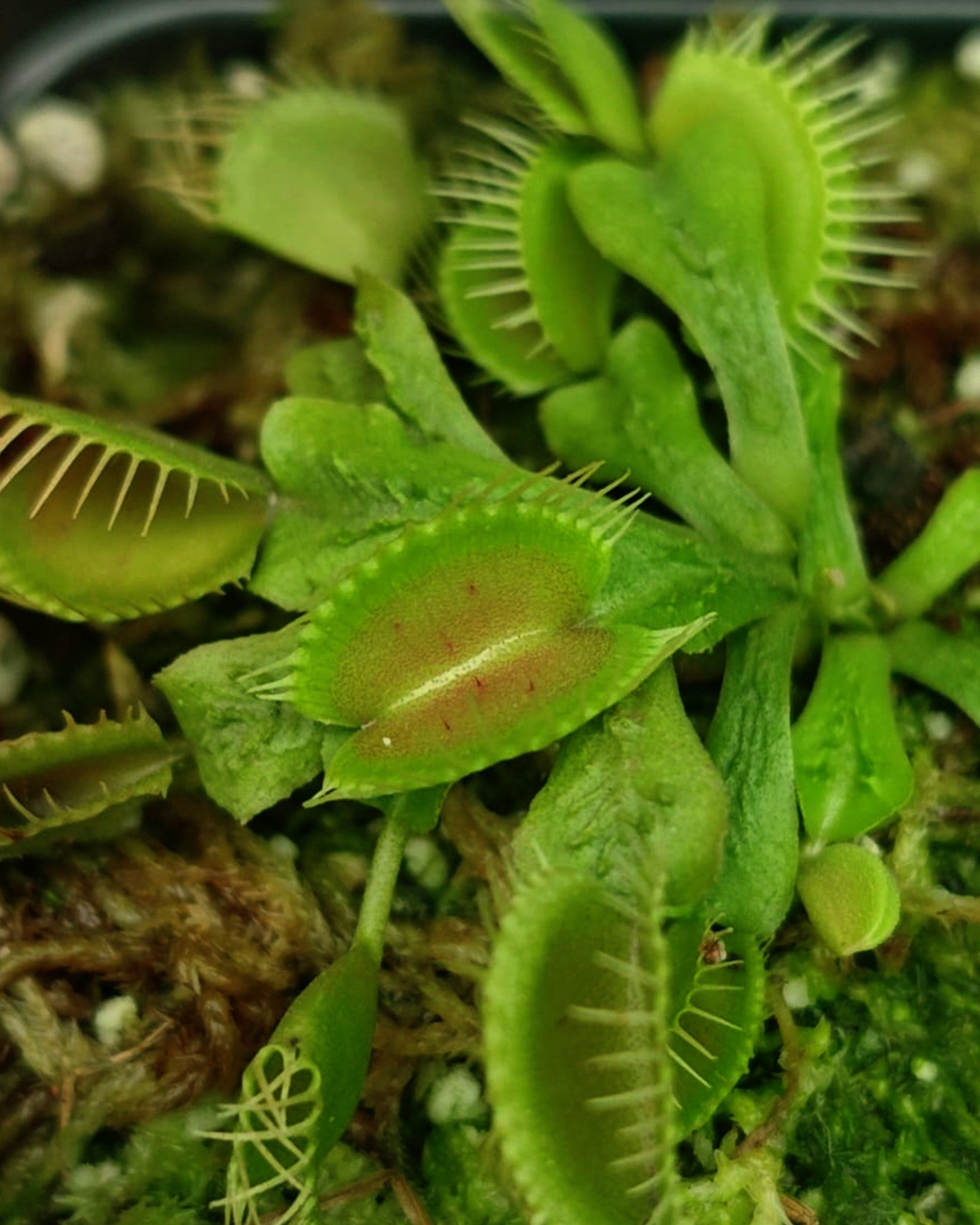 VFT- Dionaea Muscipula Schuppenstiel