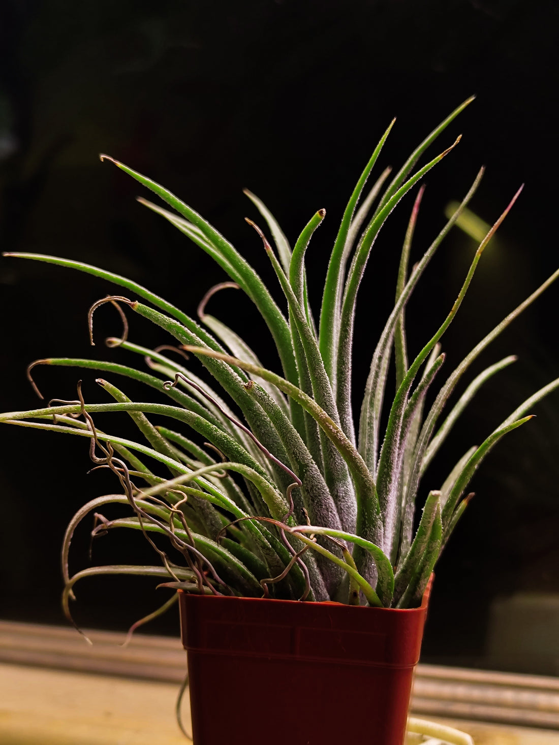 Tillandsia - Air Plant