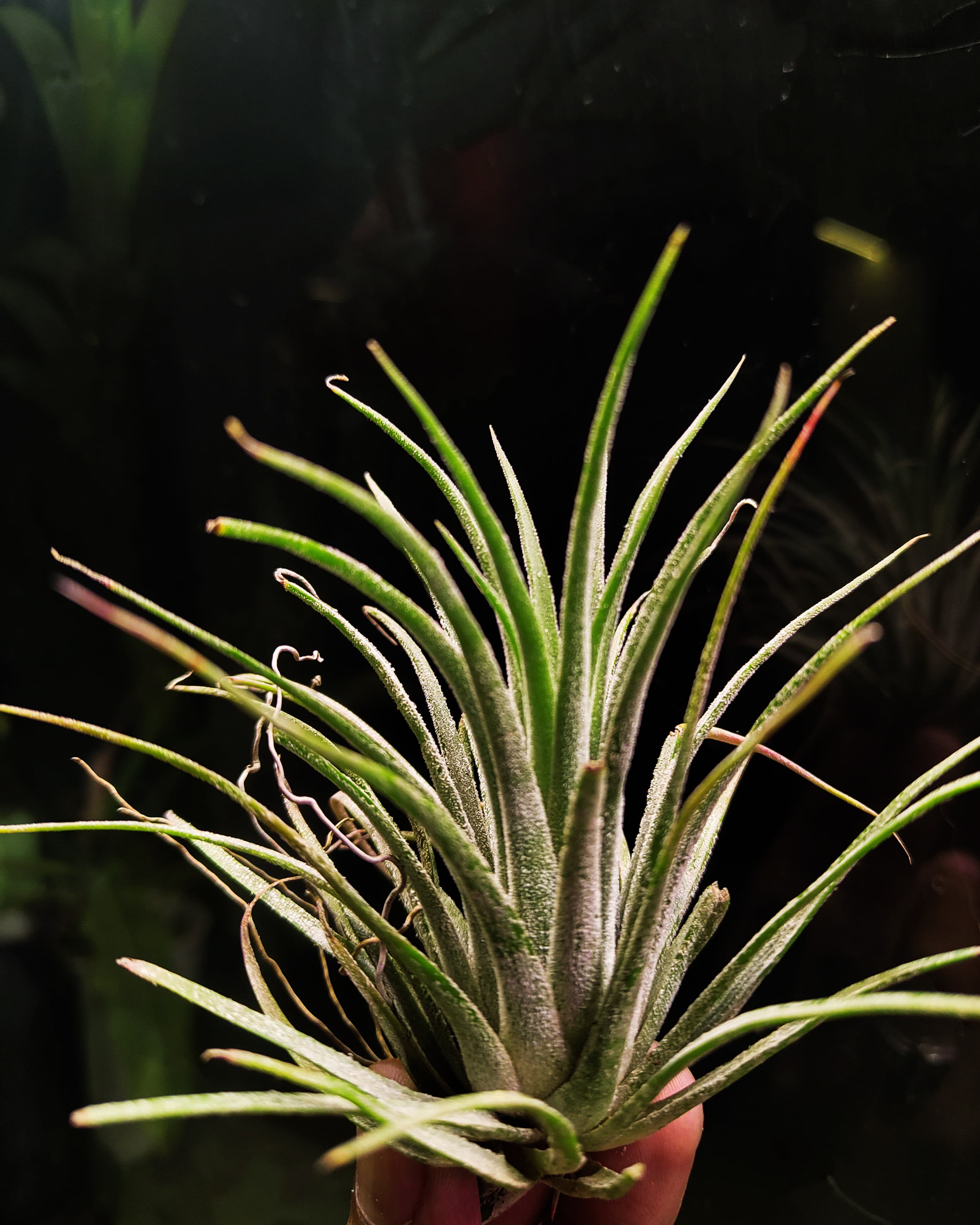 Tillandsia - Air Plant