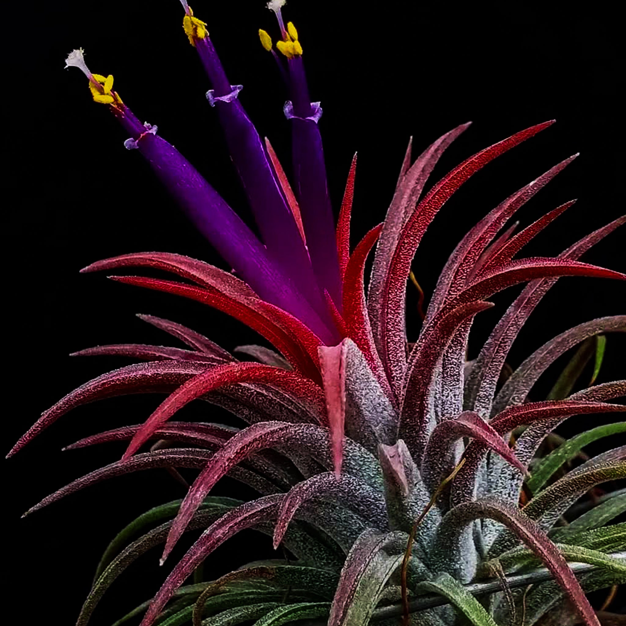 Tillandsia - Air Plant