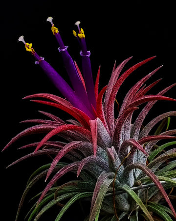 Tillandsia - Air Plant