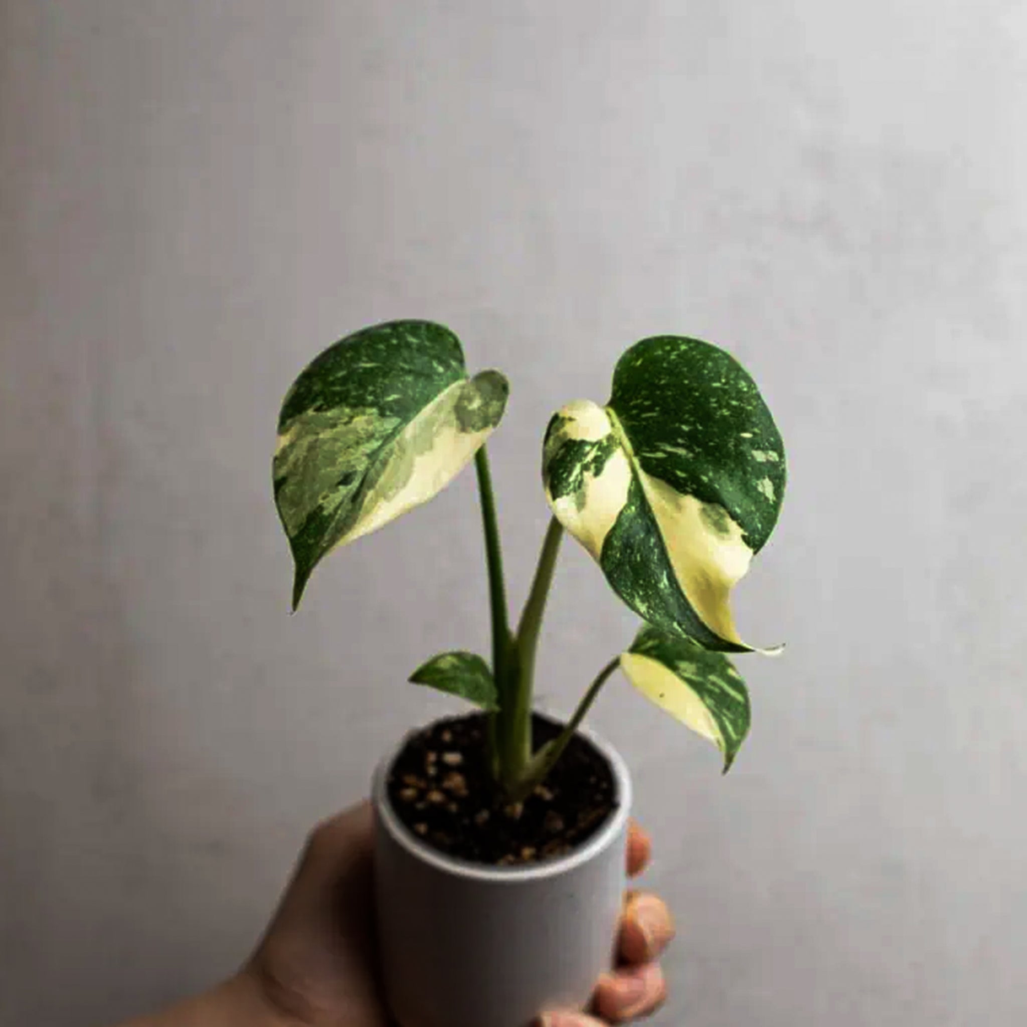 Monstera Thai Constellation