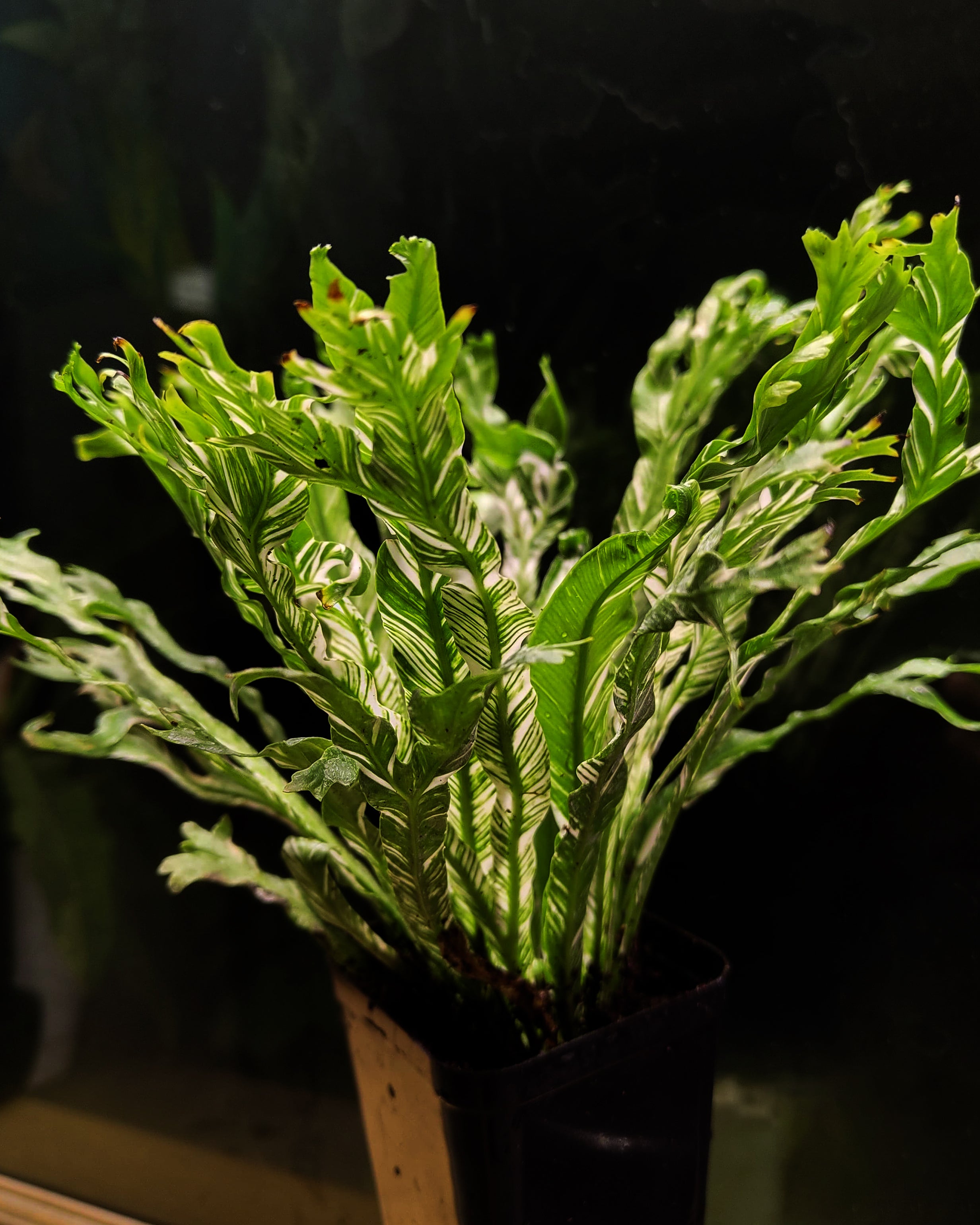 Bird Nest Fern Variegated - Asplenium Nidus