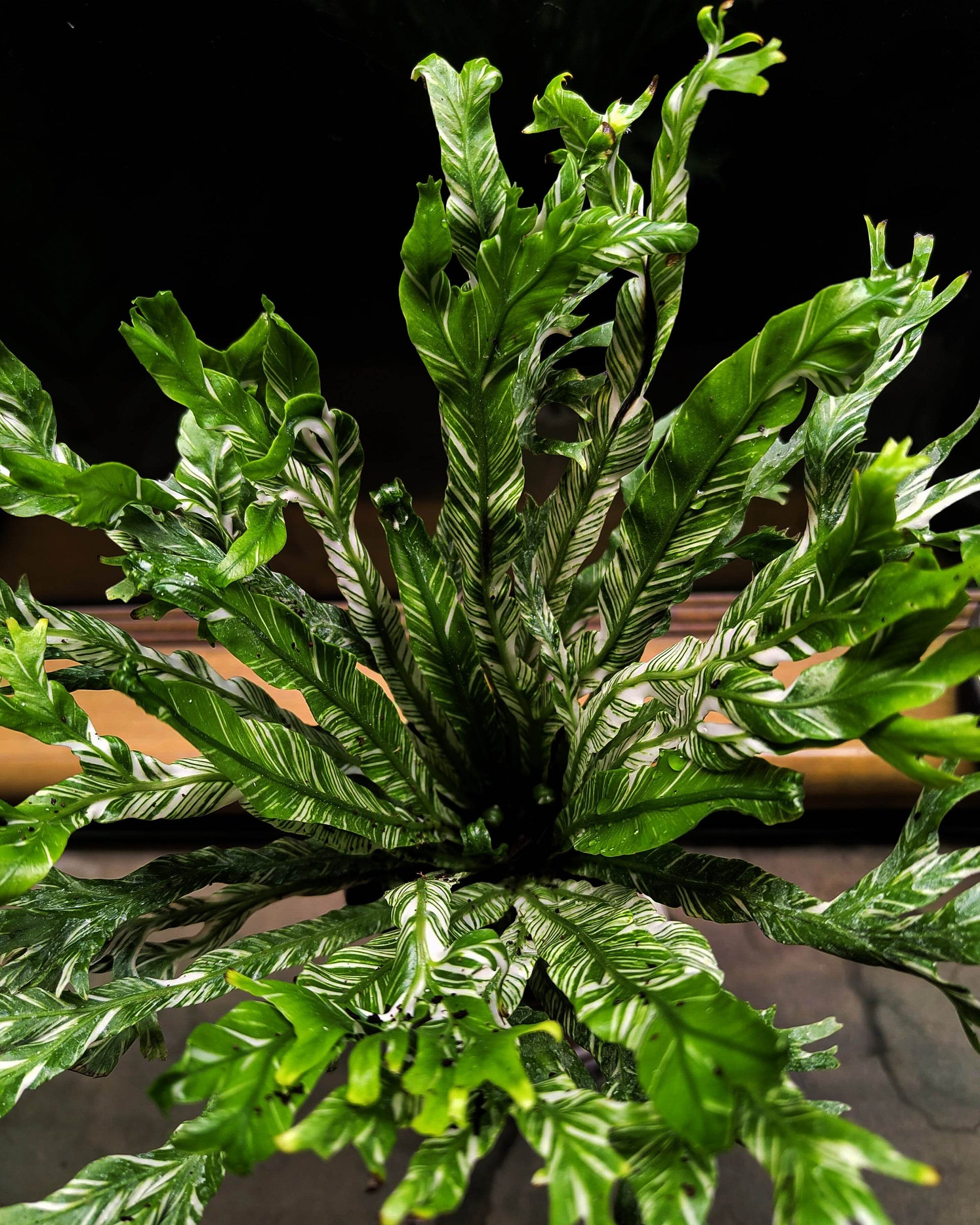 variegated birds nest fern Variegated Bird Nest Fern
