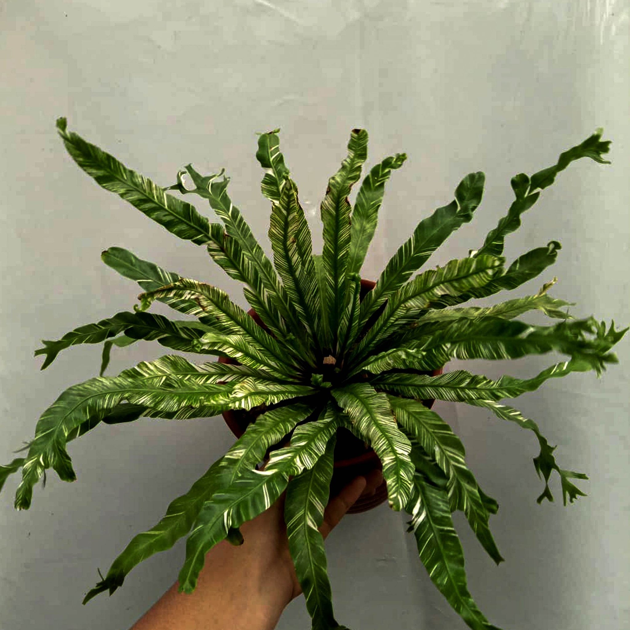 bird nest fern variegated Variegated Bird Nest Fern