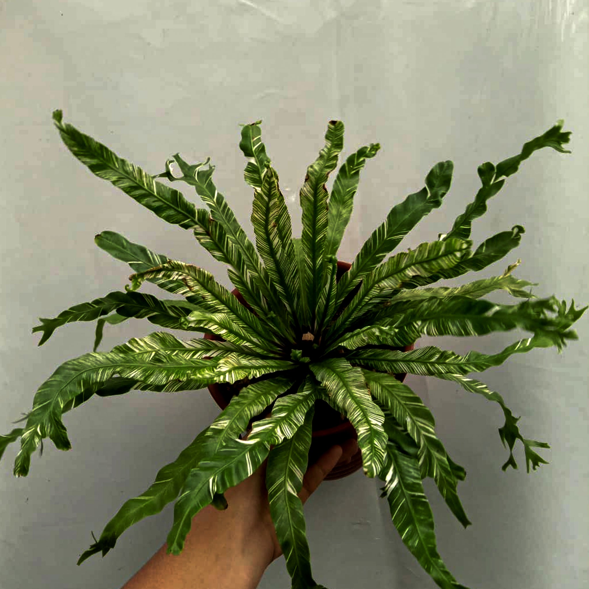 Bird Nest Fern Variegated - Asplenium Nidus