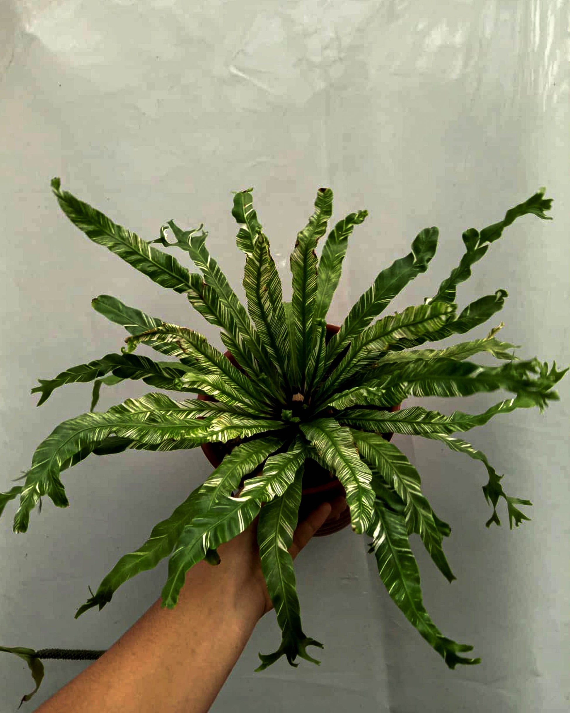 variegated birds nest fern Variegated Bird Nest Fern