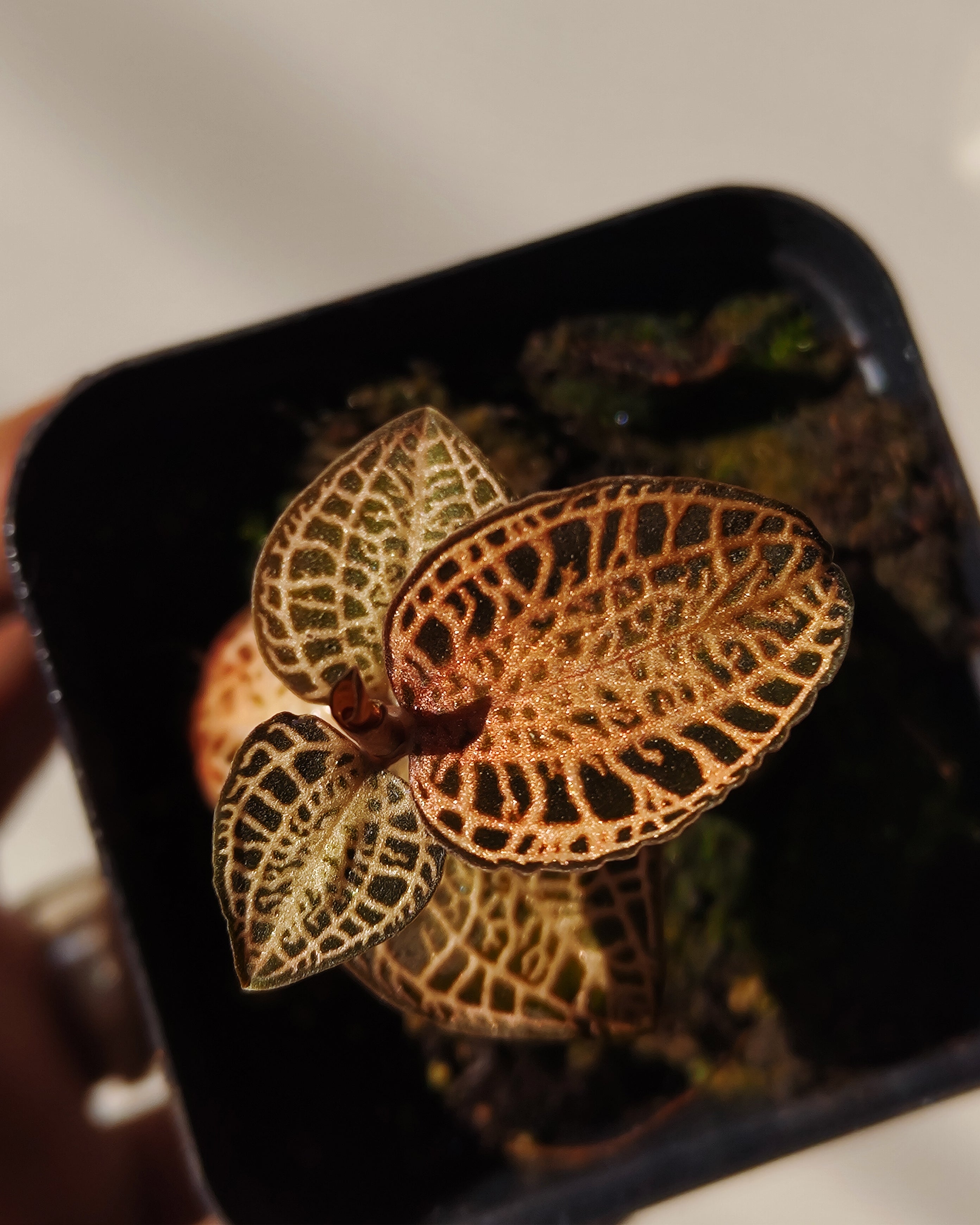 Jewel Orchid - Anoectochilus Roxburghii Gold Bar