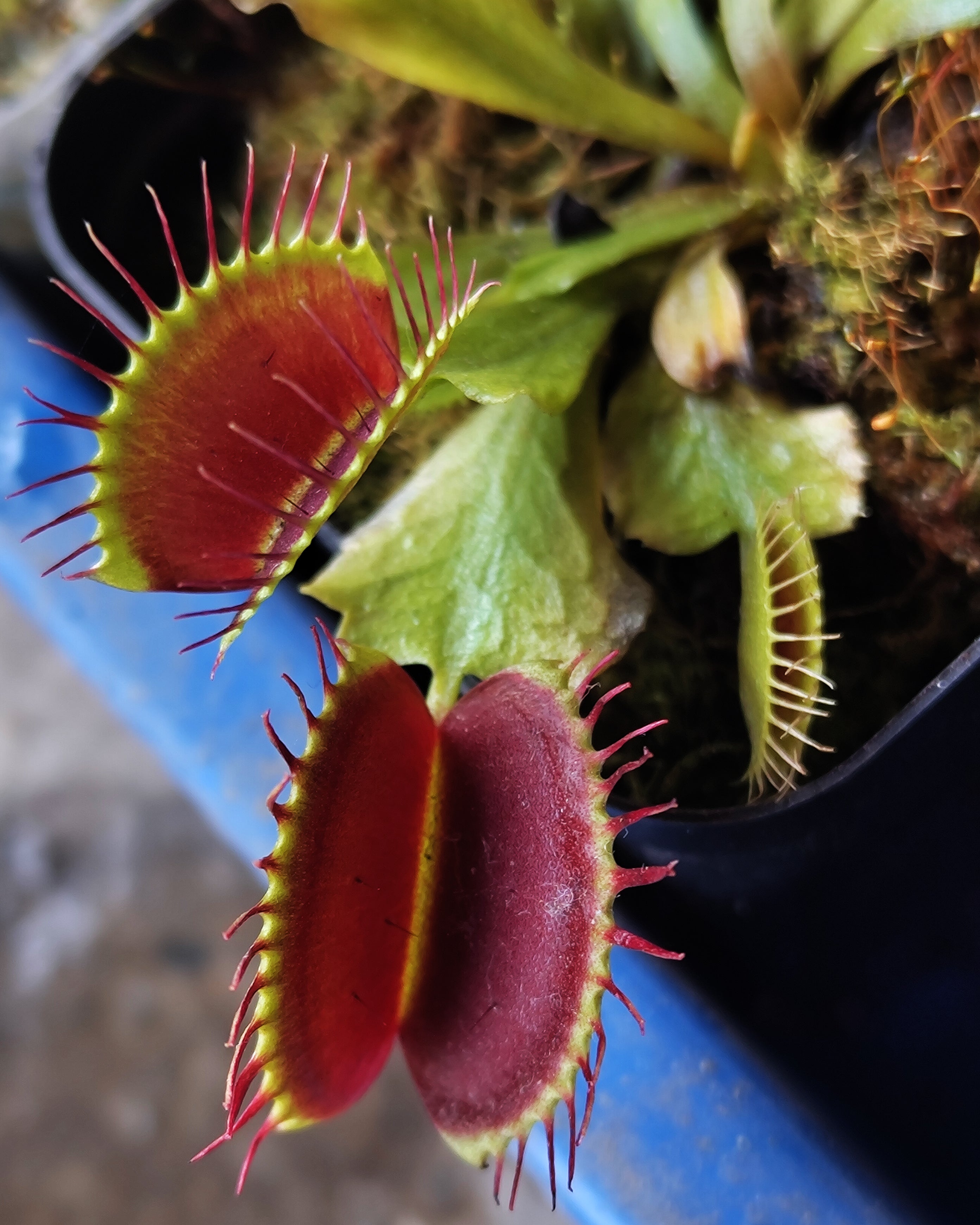 Venus Fly Trap- DCXL