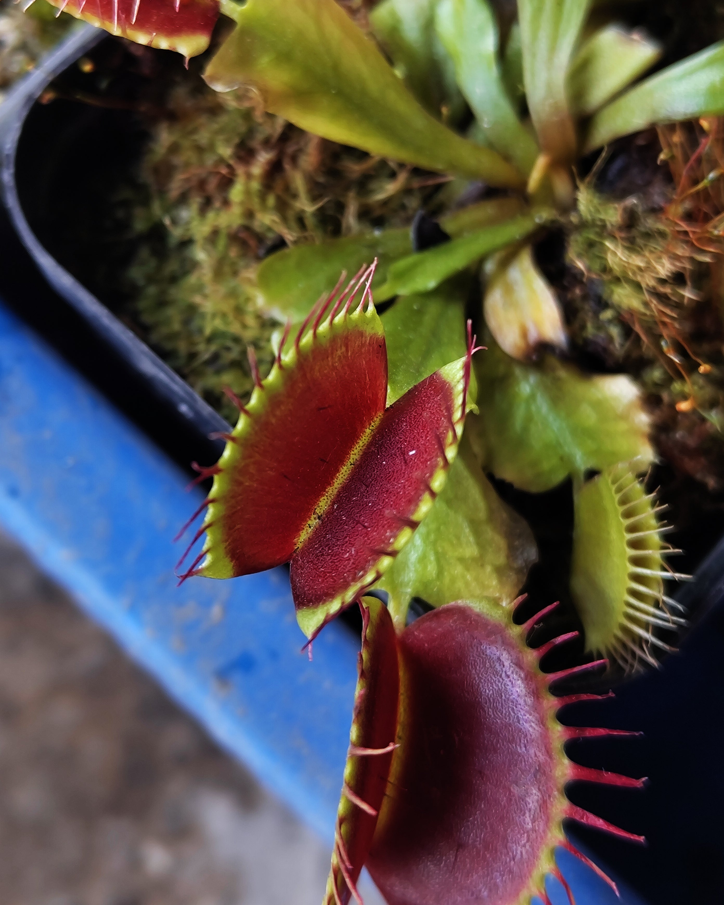 Venus Fly Trap- DCXL