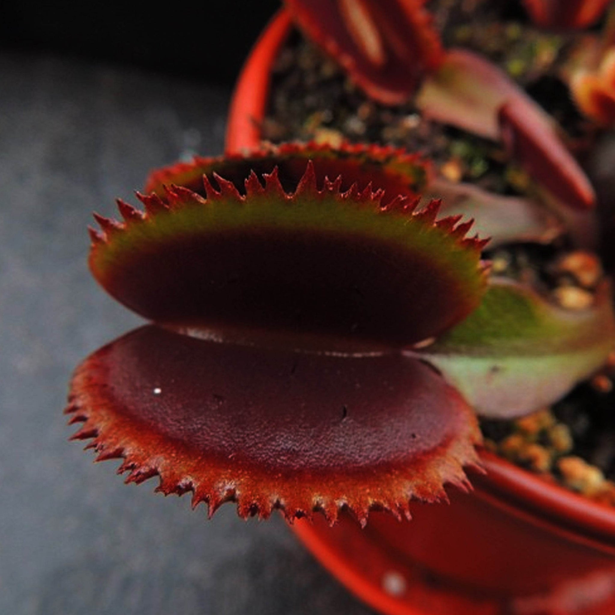Venus Fly Trap Red Saw Tooth Rare venus-fly-trap-red-saw-tooth-rare