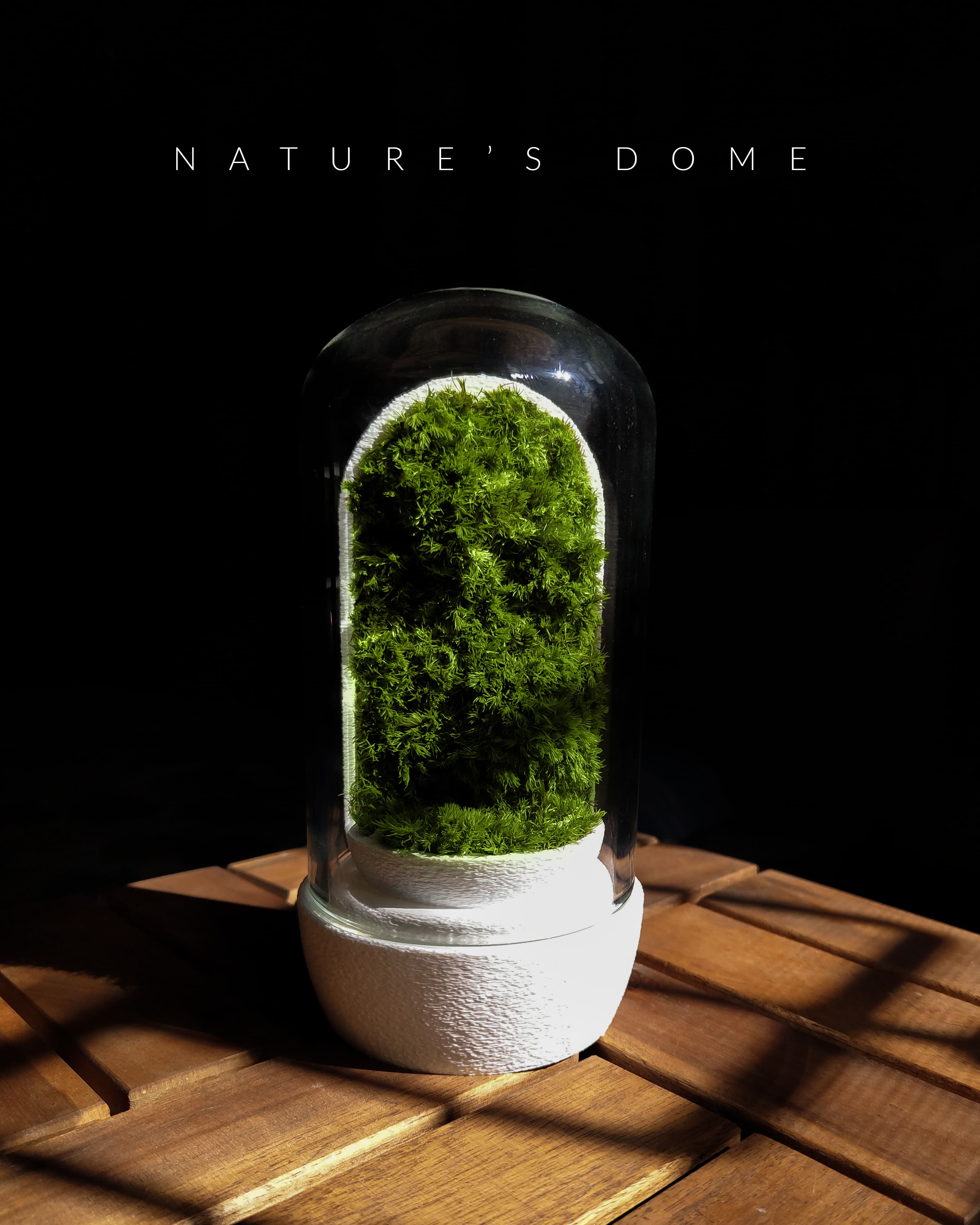 Nature's Dome - Perfect Terrarium