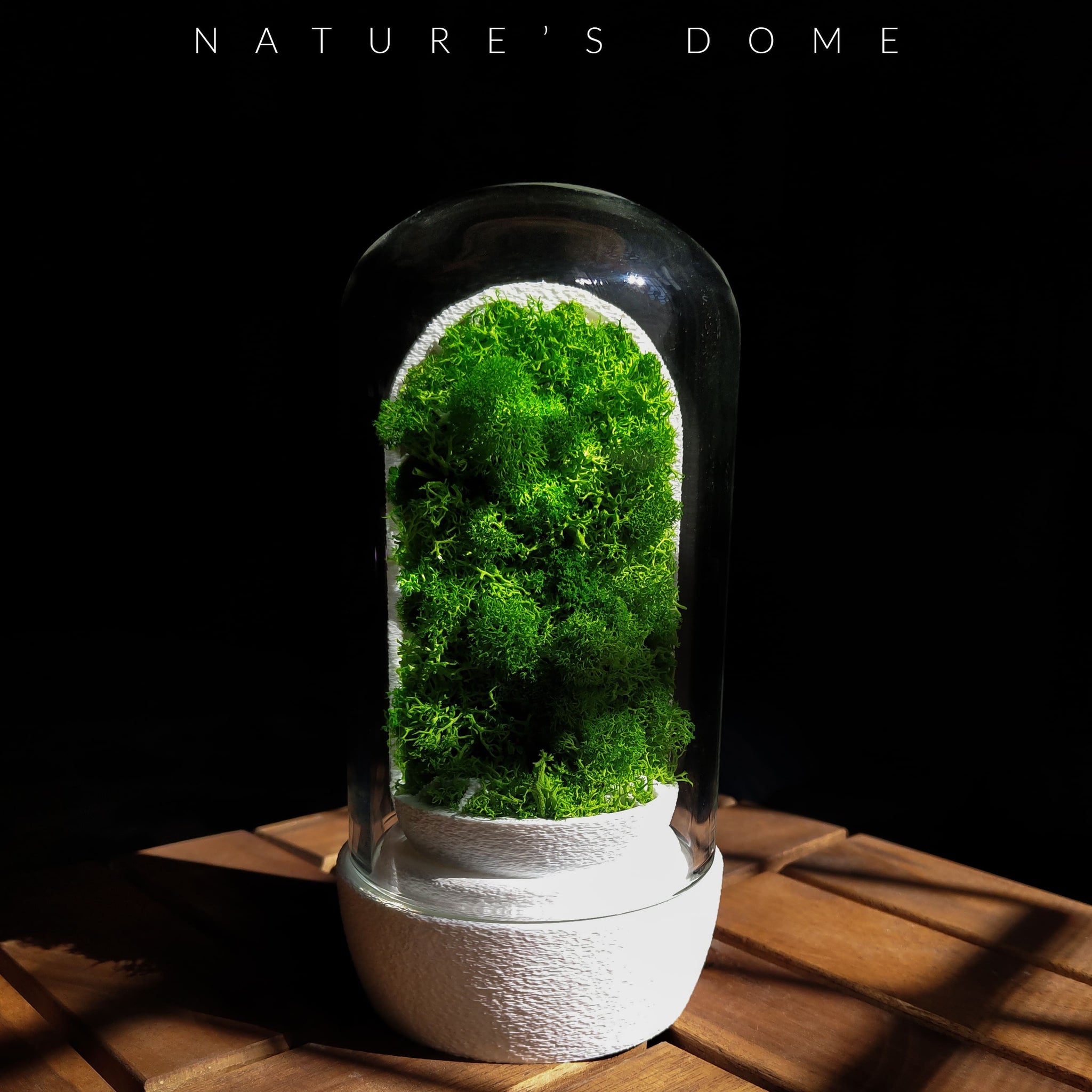 Nature's Dome - Perfect Terrarium