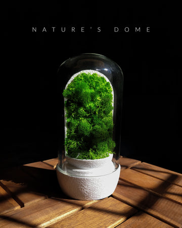 Nature's Dome - Perfect Terrarium