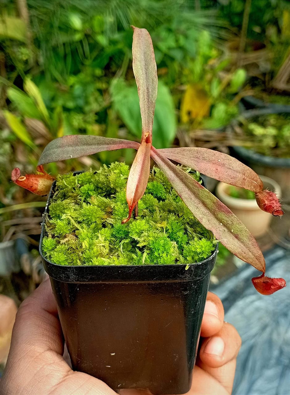 Pitcher Plant- Nepenthes Smilesii