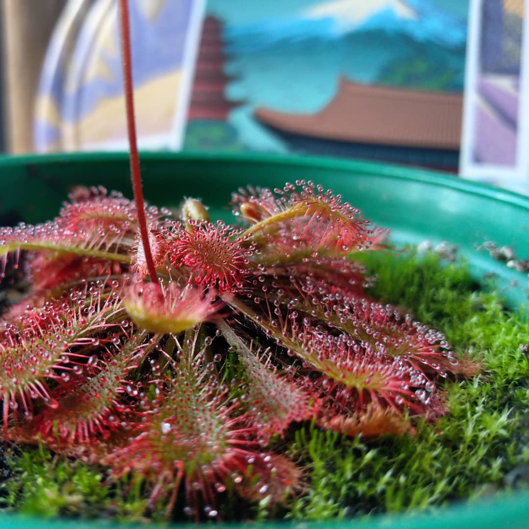 Sundew- Drosera Tokaiensis