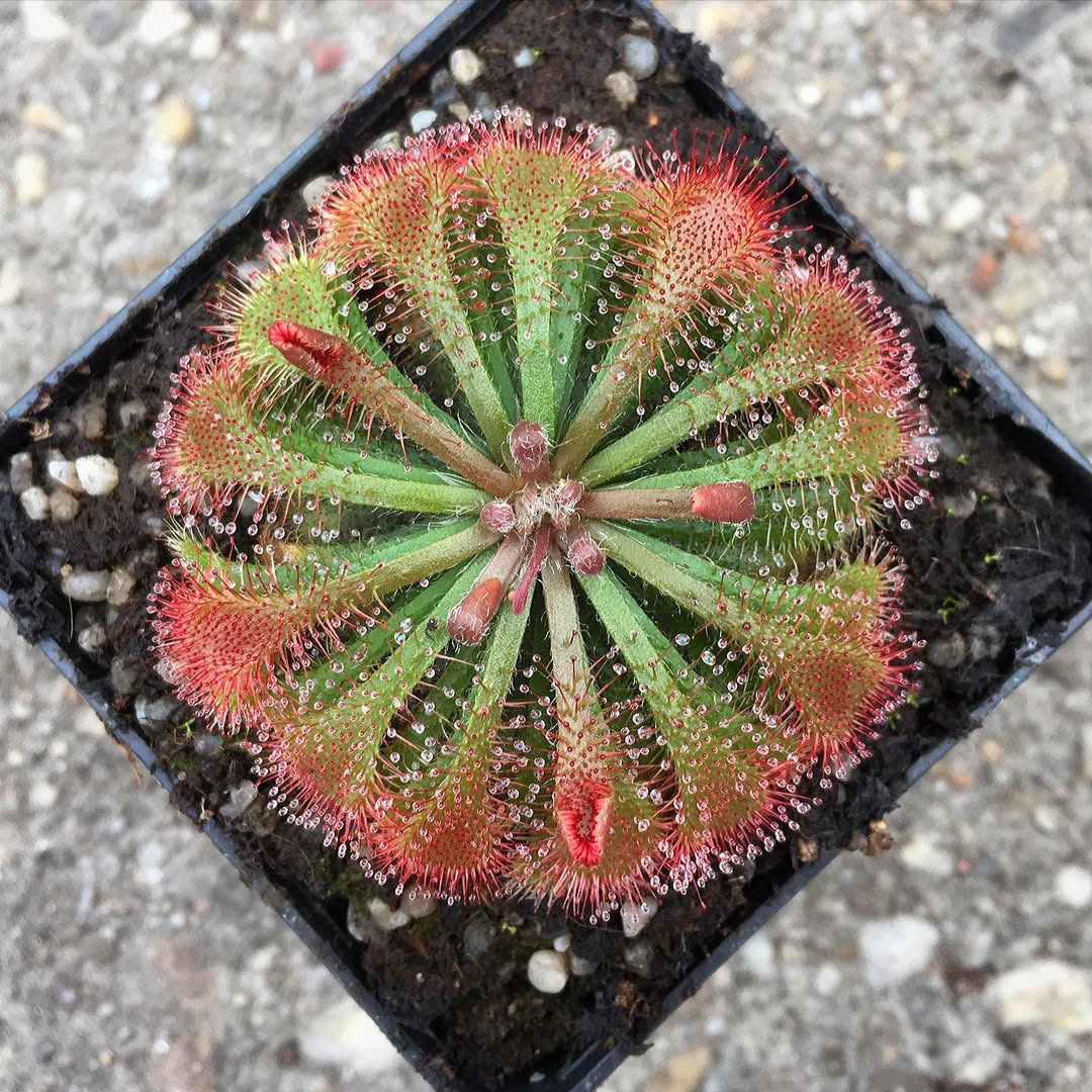 Sundew- Drosera Tokaiensis