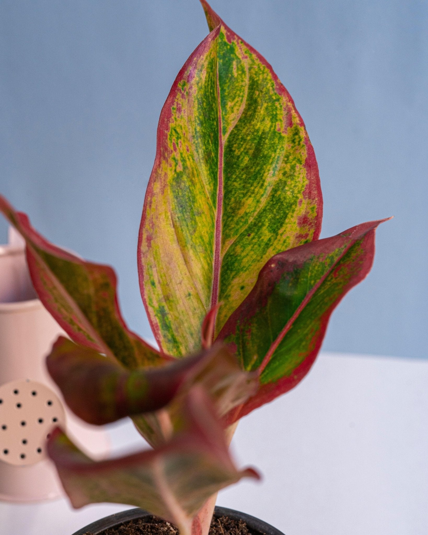 Aglaonema lipstick - Perfect Plants