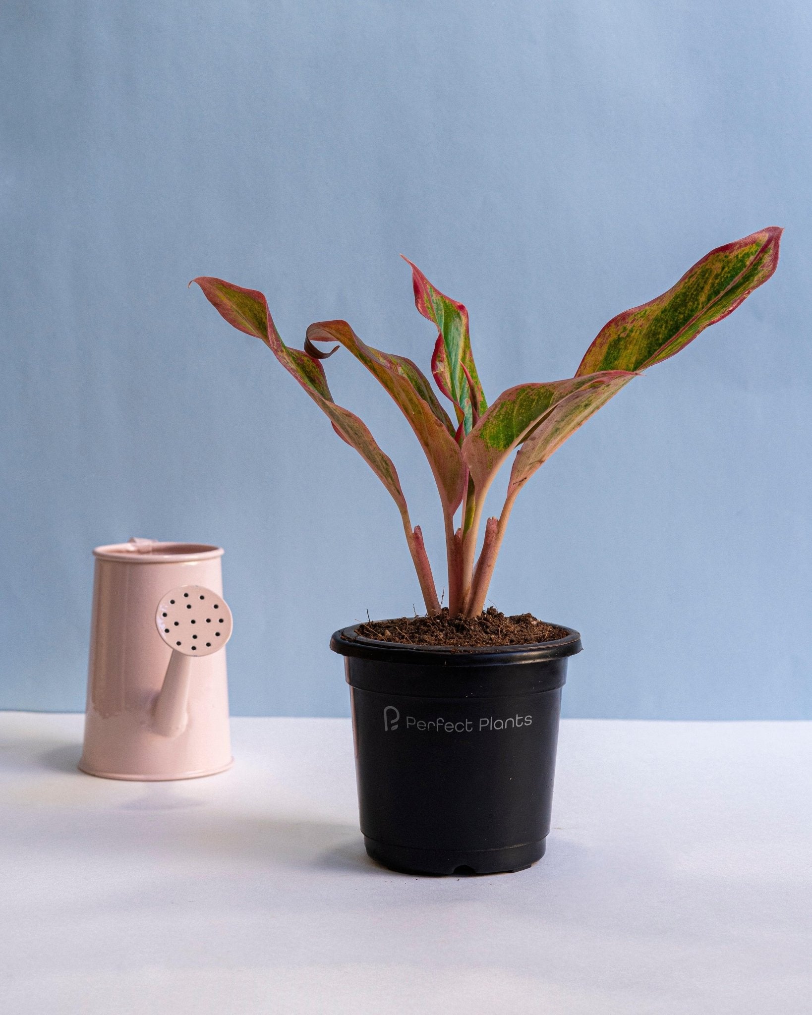 Aglaonema lipstick - Perfect Plants