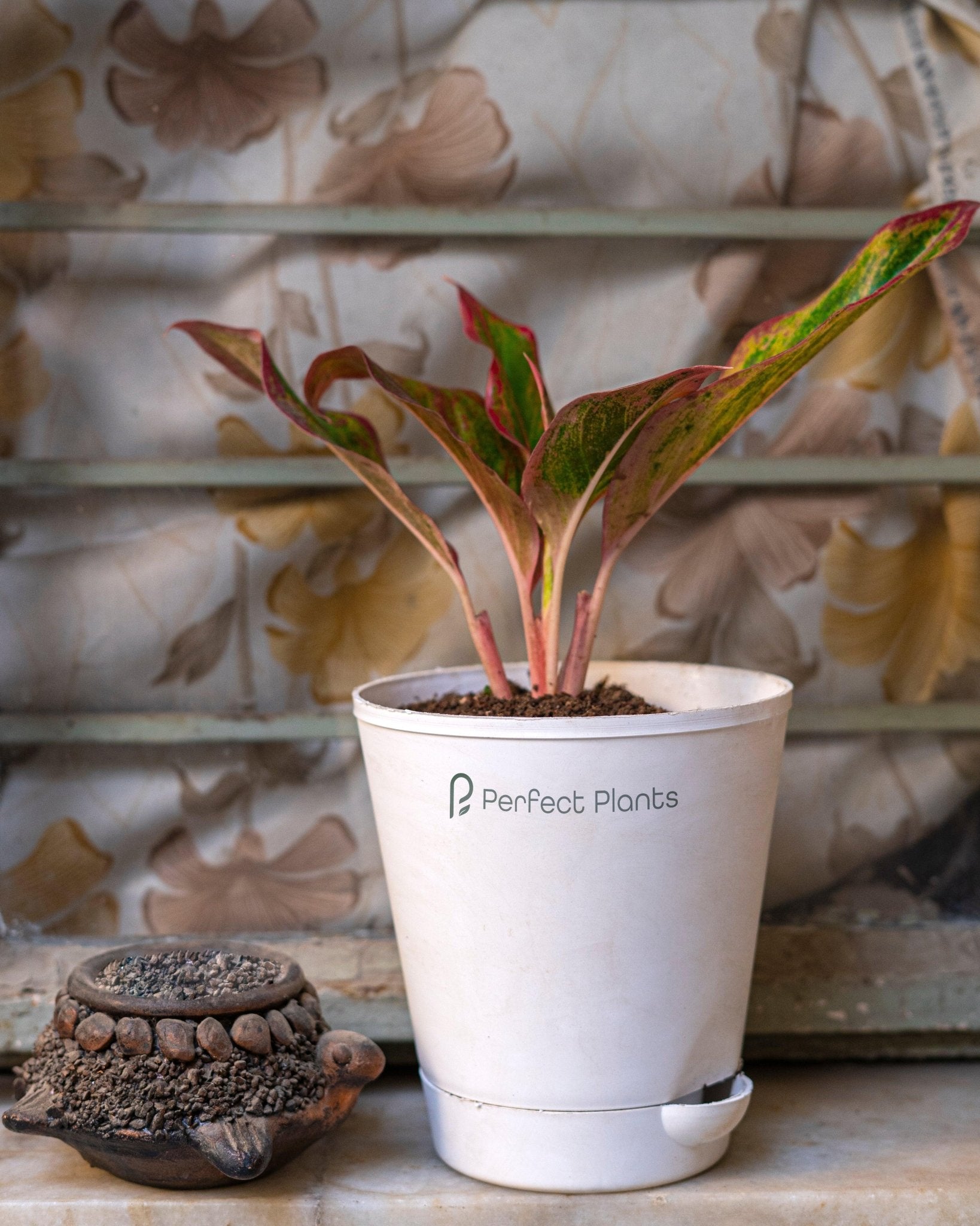 Aglaonema lipstick - Perfect Plants