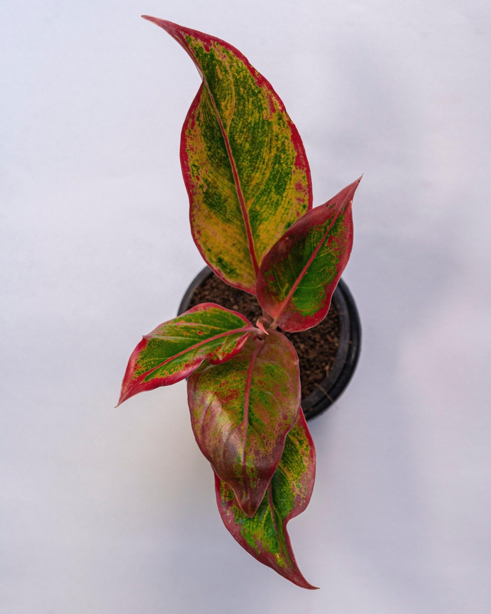 Aglaonema lipstick - Perfect Plants