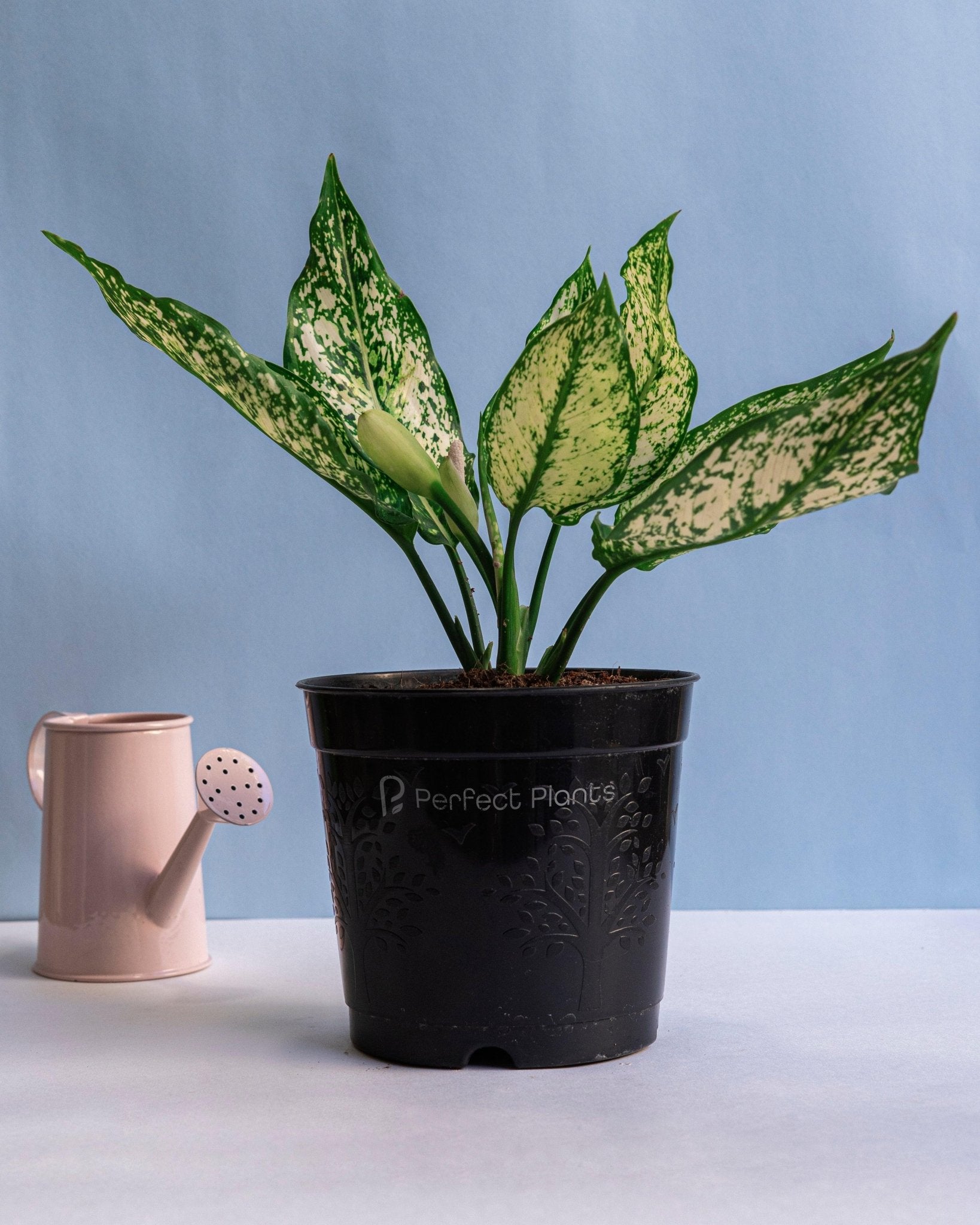 Aglaonema Snow White - (Snow Flake) - Perfect Plants