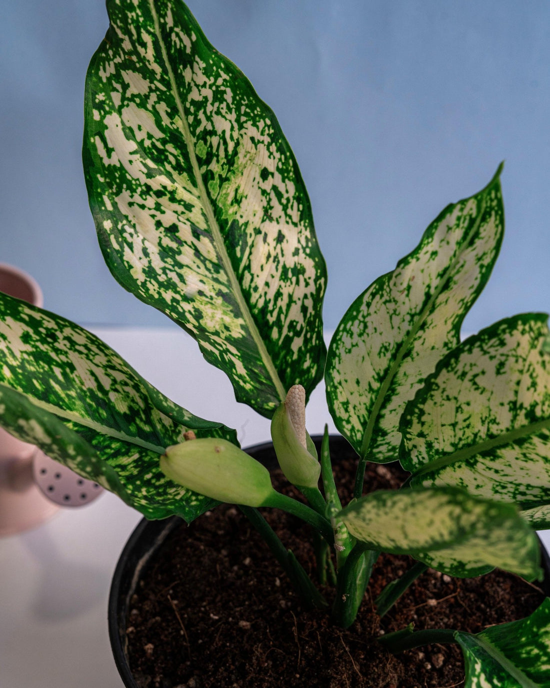 Aglaonema Snow White - (Snow Flake) - Perfect Plants