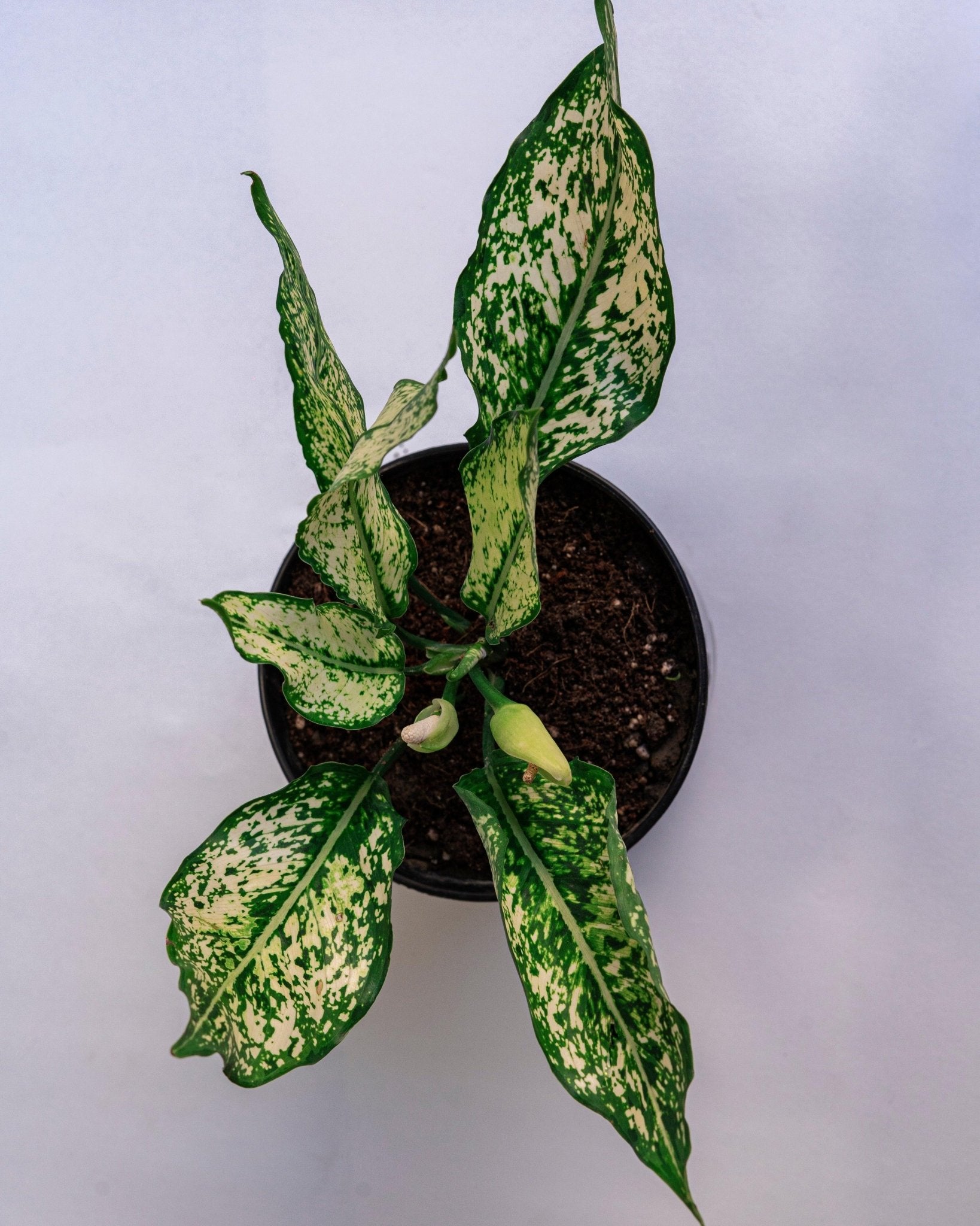 Aglaonema Snow White - (Snow Flake) - Perfect Plants