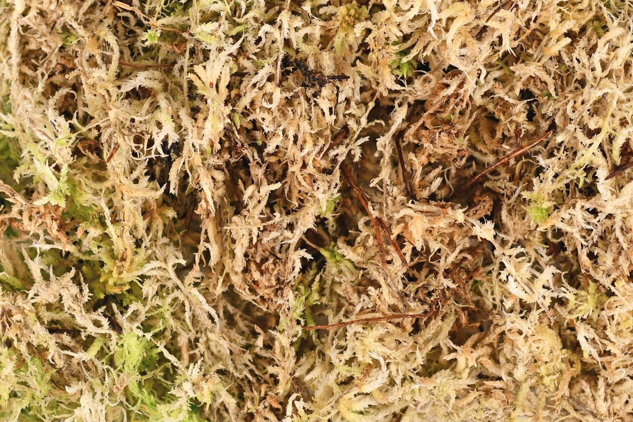 Dried Sphagnum Moss(Imported)