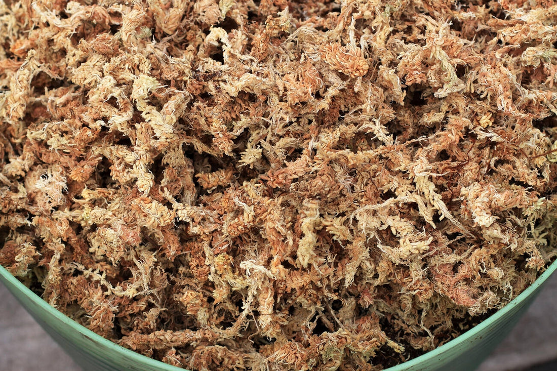 Dried Sphagnum Moss(Imported)