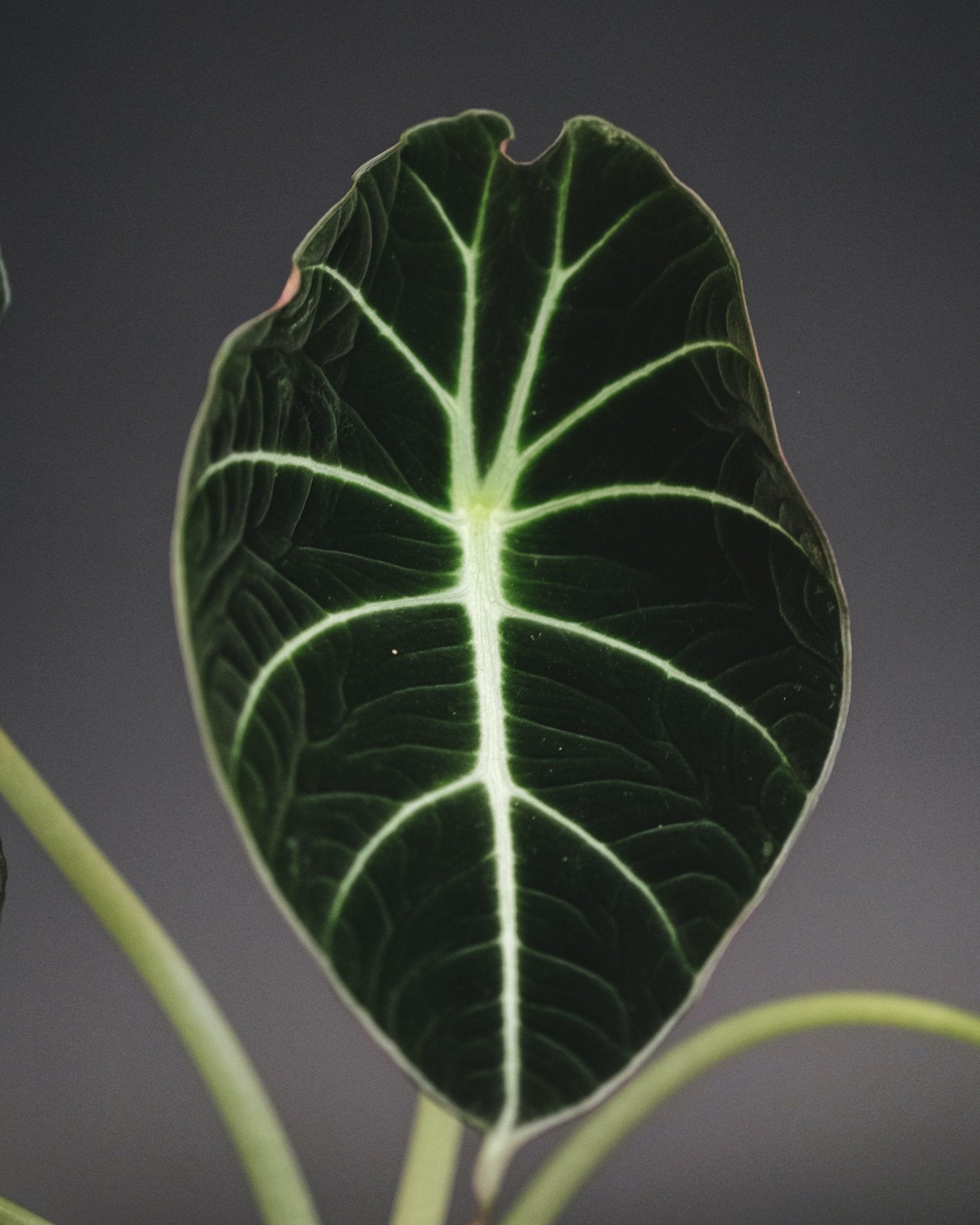 Alocasia Black Velvet - Perfect Plants