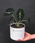 Alocasia Black Velvet - Perfect Plants