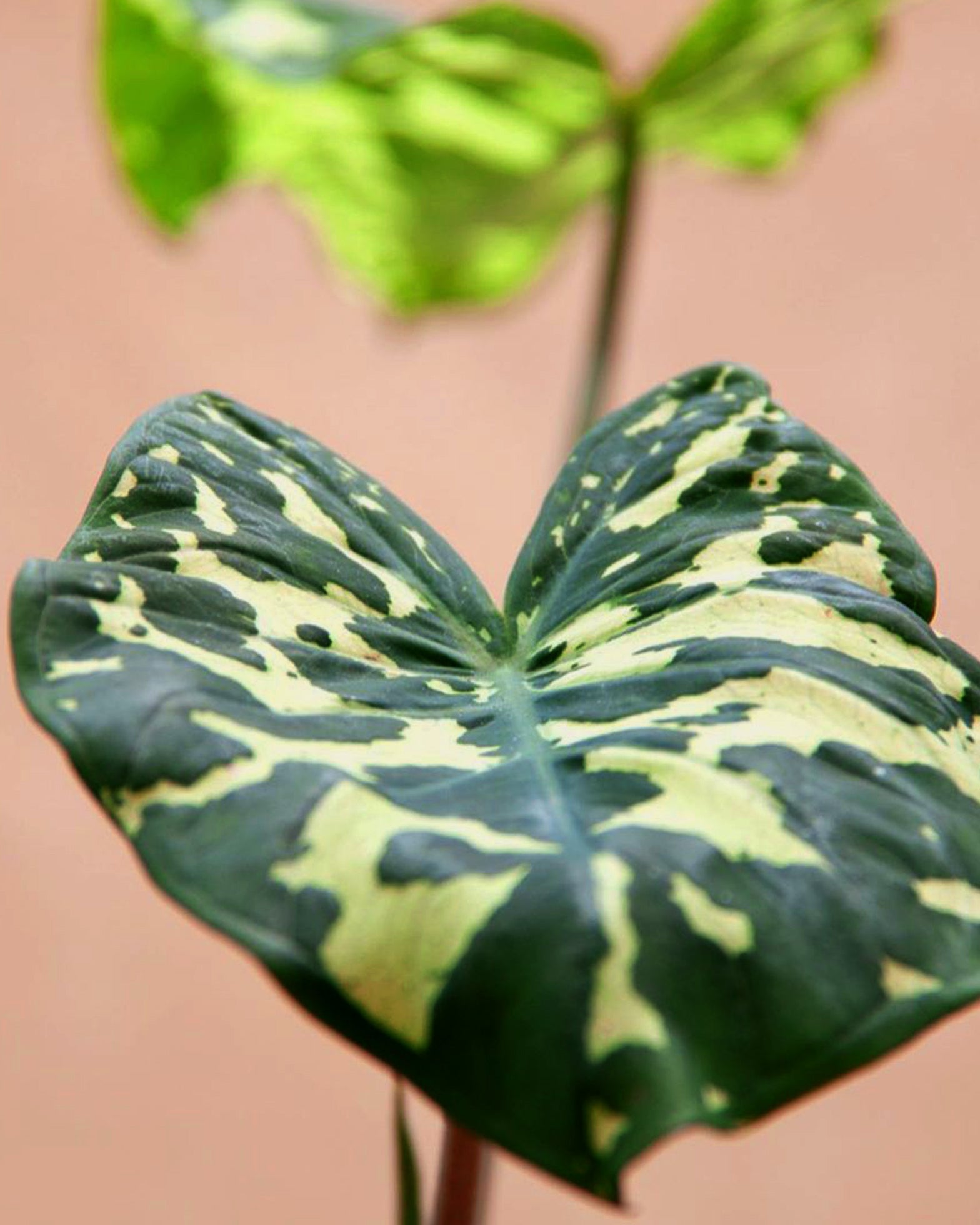 Alocasia Hilo Beauty (Caladium Praetermissum) - Perfect Plants